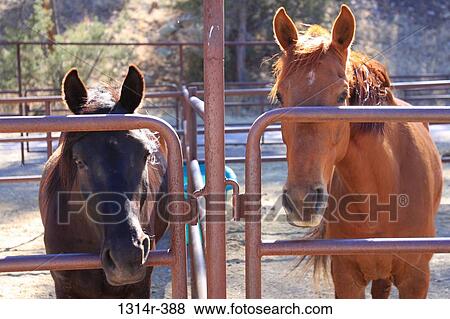 USA, New Mexico, Silver City, Black and sorrel horse standing in corral and paying attention View Large Photo Image Stock Photo - USA, New Mexico, Silver City, Black and sorrel horse standing in corral and paying attention. Fotosearch