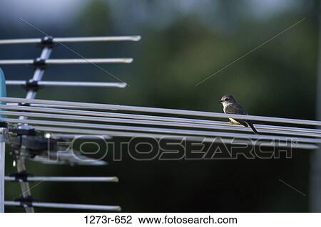 Stock Image - Vermilion Flycatcher on an antenna. Fotosearch