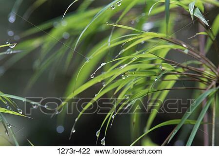 Water drops on bamboo leaves, Chicaque, Colombia View Large Photo Image Stock Image - Water drops on bamboo leaves, Chicaque, Colombia. Fotosearch