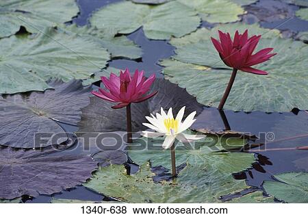 Water lilies in a pond View Large Photo Image Stock Photo - Water lilies in a pond. Fotosearch