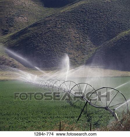Picture - Water sprinklers irrigating a field of crops. Fotosearch