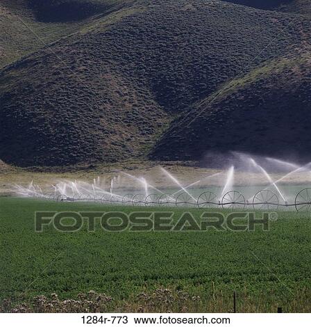 Water sprinklers irrigating a field of crops View Large Photo Image Stock Image - Water sprinklers irrigating a field of crops. Fotosearch