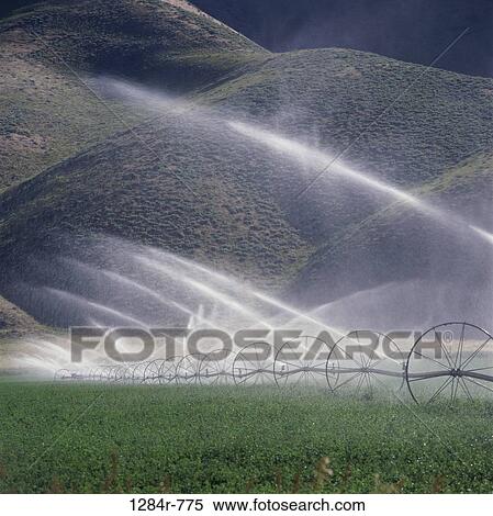 Water sprinklers irrigating a field of crops View Large Photo Image Stock Photography - Water sprinklers irrigating a field of crops. Fotosearch