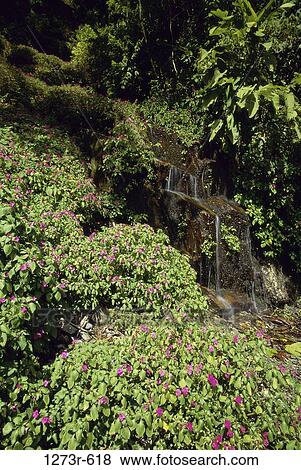 Waterfall in a forest, Los Llanos, Colombia View Large Photo Image Stock Photo - Waterfall in a forest, Los Llanos, Colombia. Fotosearch