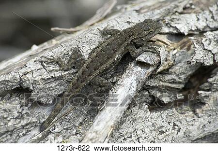 Western Fence Lizard View Large Photo Image Stock Image - Western Fence Lizard. Fotosearch