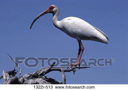 White Ibis in a tree View Large Photo Image Stock Image - White Ibis in a tree. Fotosearch