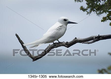 White Tern perching on a branch (Gygis alba) View Large Photo Image Stock Photography - White Tern perching on a branch (Gygis alba). Fotosearch