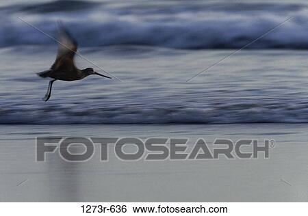Willet flying over a beach, Carpinteria Beach, California, USA View Large Photo Image Stock Photograph - Willet flying over a beach, Carpinteria Beach, California, USA. Fotosearch
