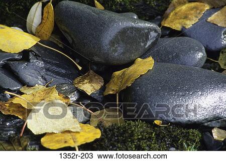 Yellow leaves amongst rocks View Large Photo Image Stock Image - Yellow leaves amongst rocks. Fotosearch