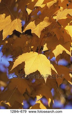 Yellow leaves on a maple tree in autumn, Idaho, USA View Large Photo Image Stock Photo - Yellow leaves on a maple tree in autumn, Idaho, USA. Fotosearch