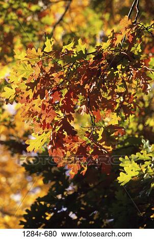 Yellow leaves on a tree in autumn, Idaho, USA View Large Photo Image Stock Image - Yellow leaves on a tree in autumn, Idaho, USA. Fotosearch