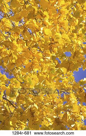 Yellow leaves on a tree in autumn, Idaho, USA View Large Photo Image Stock Image - Yellow leaves on a tree in autumn, Idaho, USA. Fotosearch