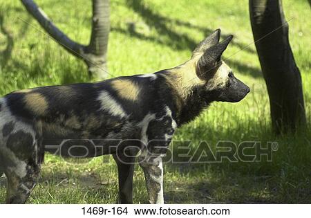 Picture - African wild dog in the forest. Fotosearch
