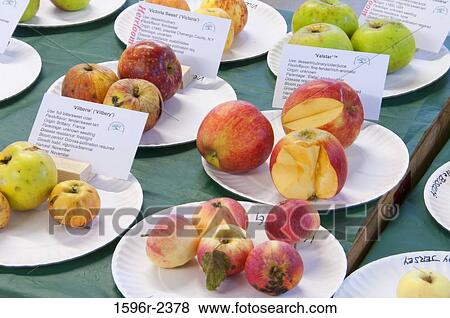 Stock Photo - Apple samples on plates, Home Orchard Society All About Fruit Show, Washington County Fairgrounds, Hillsboro, Oregon, USA. Fotosearch