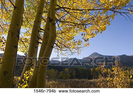 Aspen trees on a landscape, Hope Valley, California, USA View Large Photo Image Stock Image - Aspen trees on a landscape, Hope Valley, California, USA. Fotosearch