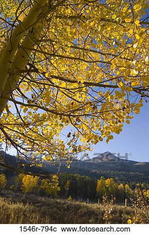 Aspen trees on a landscape, Hope Valley, California, USA View Large Photo Image Stock Image - Aspen trees on a landscape, Hope Valley, California, USA. Fotosearch