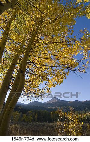 Aspen trees on a landscape, Hope Valley, California, USA View Large Photo Image Stock Image - Aspen trees on a landscape, Hope Valley, California, USA. Fotosearch