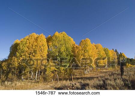 Stock Photo - Aspen trees on a landscape, Hope Valley, California, USA. Fotosearch