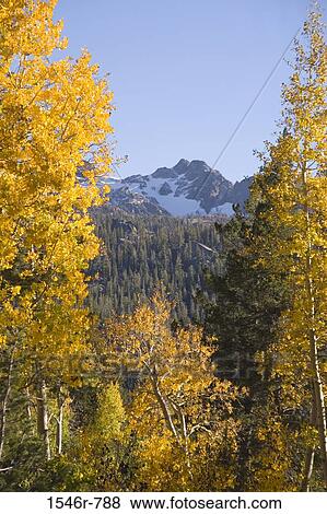 Aspen trees on a landscape, Hope Valley, California, USA View Large Photo Image Stock Photo - Aspen trees on a landscape, Hope Valley, California, USA. Fotosearch