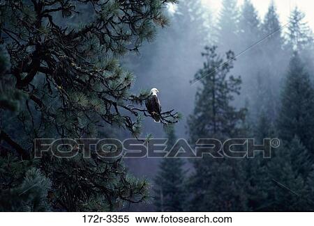 Bald Eagle perched on a tree, Coeur d'Alene Lake, Idaho, USA View Large Photo Image Stock Photography - Bald Eagle perched on a tree, Coeur d'Alene Lake, Idaho, USA. Fotosearch