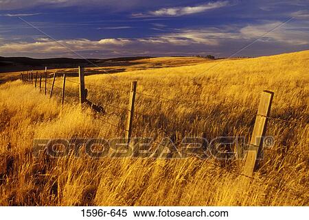 Barbed wire fence in a field, Oregon, USA View Large Photo Image Stock Photography - Barbed wire fence in a field, Oregon, USA. Fotosearch