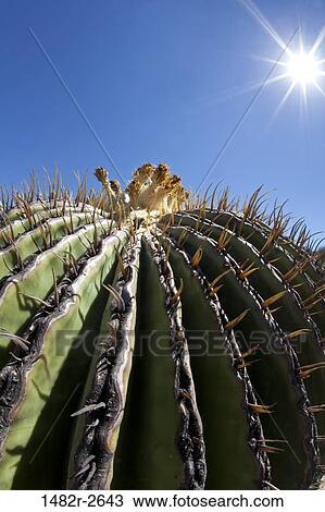 Barrel Cactus Botanical Gardens San Miguel De Allende Mexico