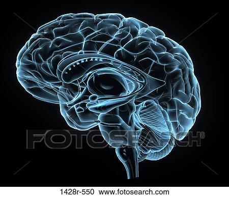 Blue X-ray image of human brain anatomy, 3-D sagittal section (side view, cross section) of human brain and its parts View Large Photo Image Stock Image - Blue X-ray image of human brain anatomy, 3-D sagittal section (side view, cross section) of human brain and its parts. Fotosearch