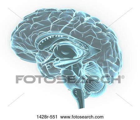 Blue X-ray image of human brain anatomy, 3-D sagittal section (side view, cross section) of human brain and its parts View Large Photo Image Stock Image - Blue X-ray image of human brain anatomy, 3-D sagittal section (side view, cross section) of human brain and its parts. Fotosearch