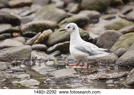 Bonaparte's gull (Larus philadelphia) perching on a rock, Fiordlands National Recreation Area, British Columbia, Canada View Large Photo Image Stock Image - Bonaparte's gull (Larus philadelphia) perching on a rock, Fiordlands National Recreation Area, British Columbia, Canada. Fotosearch