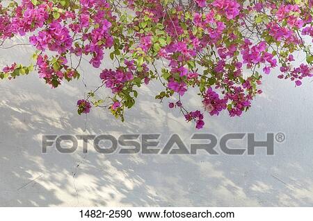 Bougainvillea on wall, San Miguel de Allende, Guanajuato, Mexico View Large Photo Image Stock Image - Bougainvillea on wall, San Miguel de Allende, Guanajuato, Mexico. Fotosearch