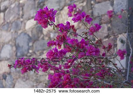 Bougainvillea, San Miguel de Allende, Guanajuato, Mexico View Large Photo Image Stock Photography - Bougainvillea, San Miguel de Allende, Guanajuato, Mexico. Fotosearch