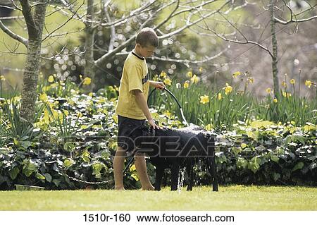 Stock Image - Boy bathing a dog with a garden hose. Fotosearch