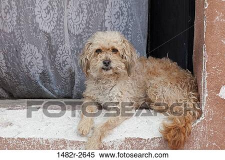Bran the dog in a window, San Miguel de Allende, Guanajuato, Mexico View Large Photo Image Stock Photography - Bran the dog in a window, San Miguel de Allende, Guanajuato, Mexico. Fotosearch