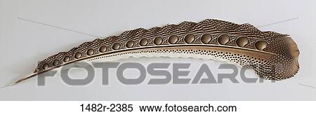 Brown feather View Large Photo Image Stock Photography - Brown feather. Fotosearch