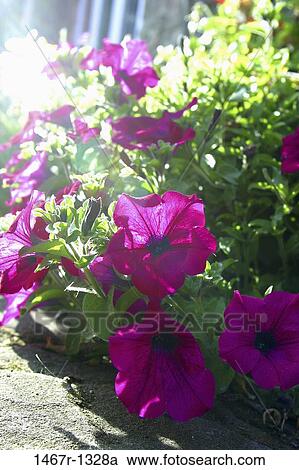 Bush of flowers View Large Photo Image Stock Image - Bush of flowers. Fotosearch