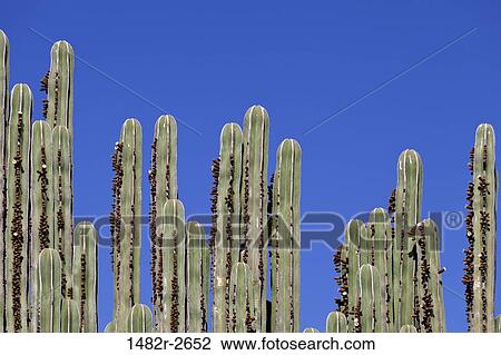 Stock Image - Cactus, Jalpa, Guanajuato, Mexico. Fotosearch