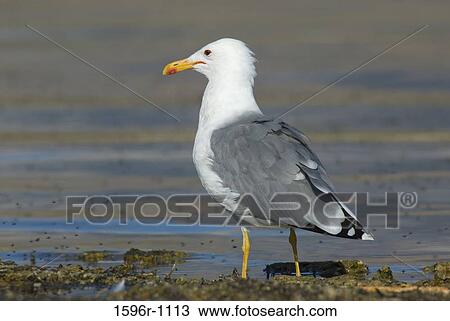 California gull (larus californicus) at the lakeside, Mono Basin National Forest Scenic Area, Mono Lake Tufa State Reserve, California, USA View Large Photo Image Stock Image - California gull (larus californicus) at the lakeside, Mono Basin National Forest Scenic Area, Mono Lake Tufa State Reserve, California, USA. Fotosearch