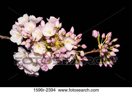 Cherry blossom flowers, Tom McCall Waterfront Park, Portland, Oregon, USA View Large Photo Image Picture - Cherry blossom flowers, Tom McCall Waterfront Park, Portland, Oregon, USA. Fotosearch