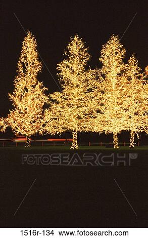 Christmas trees lit up at night View Large Photo Image Picture - Christmas trees lit up at night. Fotosearch