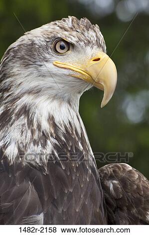 Stock Photo - Close-up of a Bald eagle (Haliaeetus leucocephalus), Ketchikan, Alaska, USA. Fotosearch