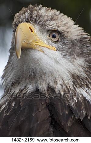 Stock Photo - Close-up of a Bald eagle (Haliaeetus leucocephalus), Ketchikan, Alaska, USA. Fotosearch