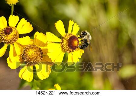 Stock Image - Close-up of a bee pollinating a flower. Fotosearch