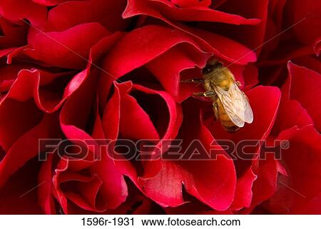 Stock Image - Close-up of a bee pollinating a Peony flower, Adelman Peony Gardens, Brooks, Marion County, Oregon, USA. Fotosearch