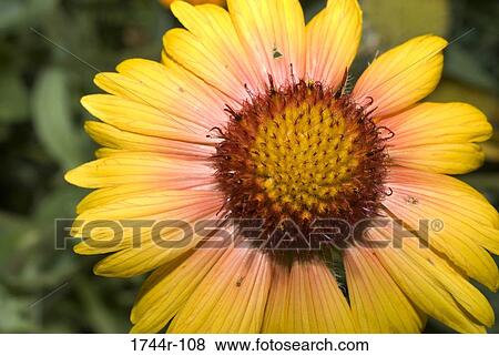 Close-up of a Blanket flower (Gaillardia pulchella) View Large Photo Image Stock Photo - Close-up of a Blanket flower (Gaillardia pulchella). Fotosearch