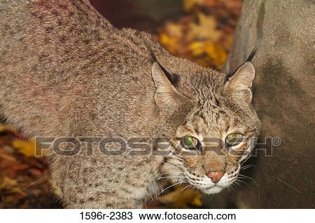 Stock Image - Close-up of a Bobcat (Lynx rufus), USA. Fotosearch