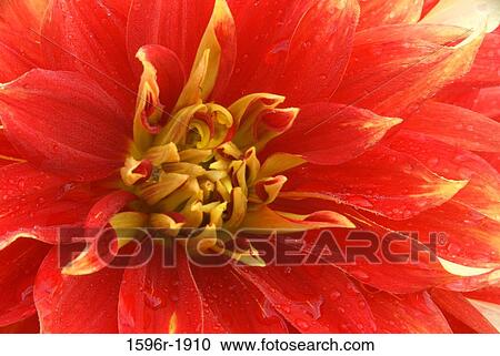 Stock Image - Close-up of a Bodacious Dahlia, Swan Island Dahlias, Clackamas County, Oregon, USA. Fotosearch