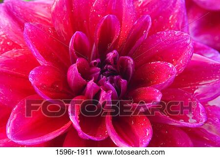 Stock Image - Close-up of a Boogie Nites Dahlia, Swan Island Dahlias, Clackamas County, Oregon, USA. Fotosearch