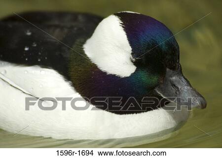 Close-up of a bufflehead (Bucephala albeola) in a lake View Large Photo Image Picture - Close-up of a bufflehead (Bucephala albeola) in a lake. Fotosearch