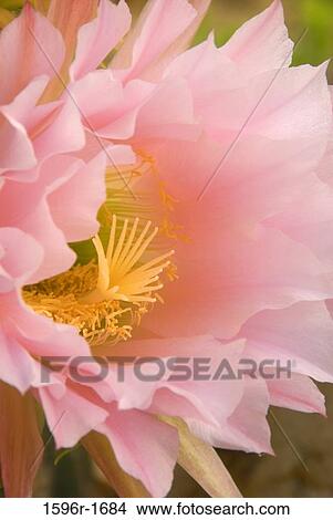 Close-up of a Cactus bloom flower View Large Photo Image Picture - Close-up of a Cactus bloom flower. Fotosearch