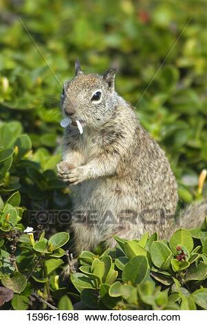 Close-up of a California Ground squirrel (Spermophilus beecheyi) between plants View Large Photo Image Stock Photo - Close-up of a California Ground squirrel (Spermophilus beecheyi) between plants. Fotosearch